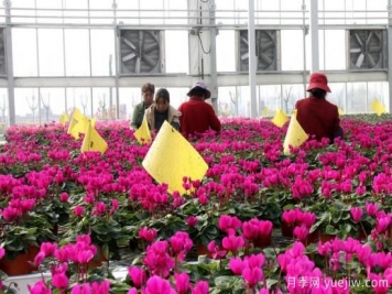 扬州高邮：每天发货30万株，花工厂绽放乡村振兴致富花