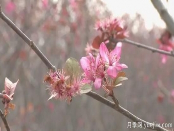 菏泽成武：千亩海棠反季节开花，逆袭深秋成一景