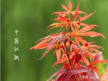 红枫，4个红枫品种是秋日植物里亮丽的风景线