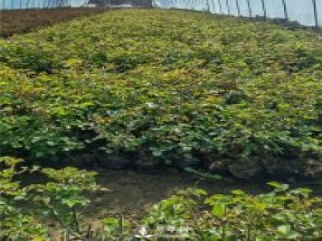 各类盆栽月季上市，南阳杯苗基地全国批发中