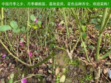 上海龙凤419：月季裸根苗的选购、栽植、肥水、养护技术大全