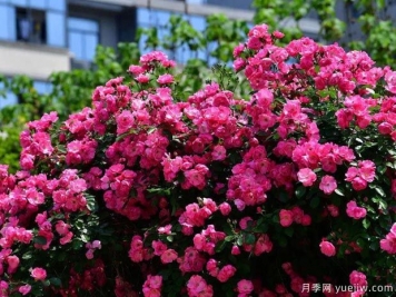 武汉新增多条绝美月季花道，江城处处花海景观