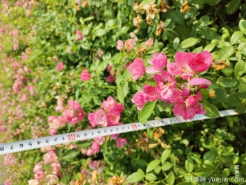 安吉拉月季盆栽苗，60厘米高基地发货