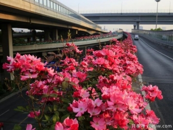 30万株新品种，杭州高架月季会带来什么样的惊喜？