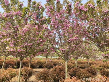 樱花树几年可以开花？日本晚樱开花的观赏价值