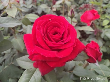 原产中国的玫瑰花(月季花)，是如何成为美国国花的？
