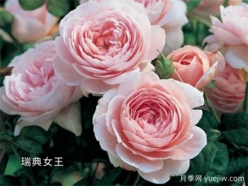100种月季玫瑰品种图鉴大全，你认识有没有超过10个？