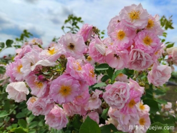山木香和野蔷薇的辨识区别