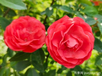 种上木香蔷薇花蛮强爆花，红橙白黄木香你喜欢哪个？