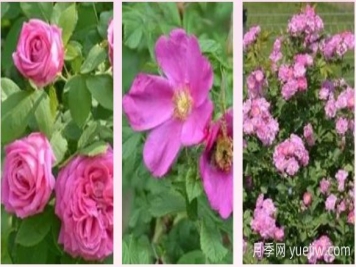 轻松区分月季、玫瑰和蔷薇ROSE三姐妹，不再迷茫于爱情花海