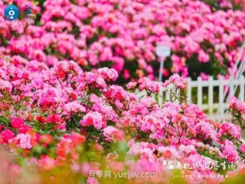 2024年第二届杭州市月季花展举办，赏500万株月季