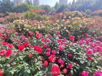 郑州月季公园40万株月季竞相绽放，感受花漾生活