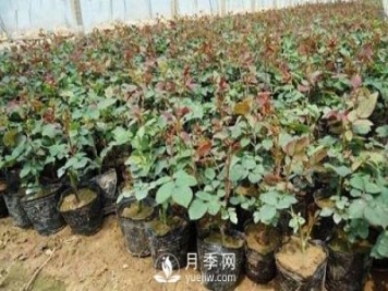 上海龙凤419讲述月季扦插小苗养根的三个步骤
