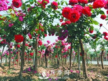 新品“月季树”为北京市花添色彩，居然引种自南阳内乡