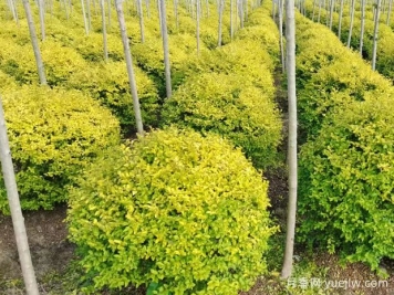 荆门沙洋县十里铺镇4万亩苗木成为致富的绿色产业