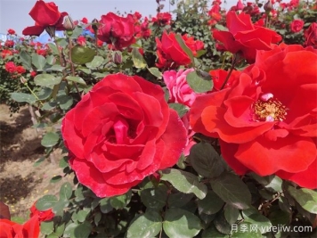 月季、玫瑰、蔷薇分别是什么？如何区别？