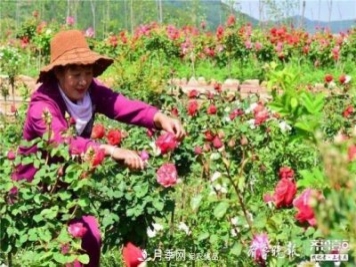 山东淄博沂源60亩月季花竞放，美丽产业助推特色乡村旅游