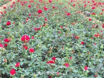 湖北宜昌:年轻夫妻创办月季种植园，累并快乐着!