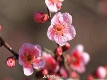 淮北市的市花是什么？月季花的花语寓意