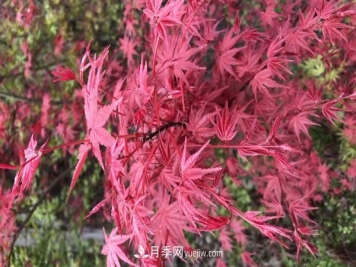 鸡爪槭和红枫的区别，叶片、枝干、花果期